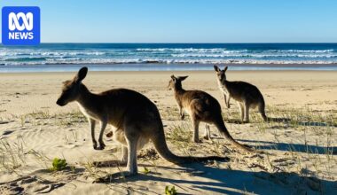 Sick kangaroos isolated by urban growth on NSW Mid North Coast