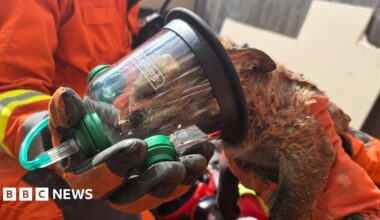 Fox cubs trapped inside a wall