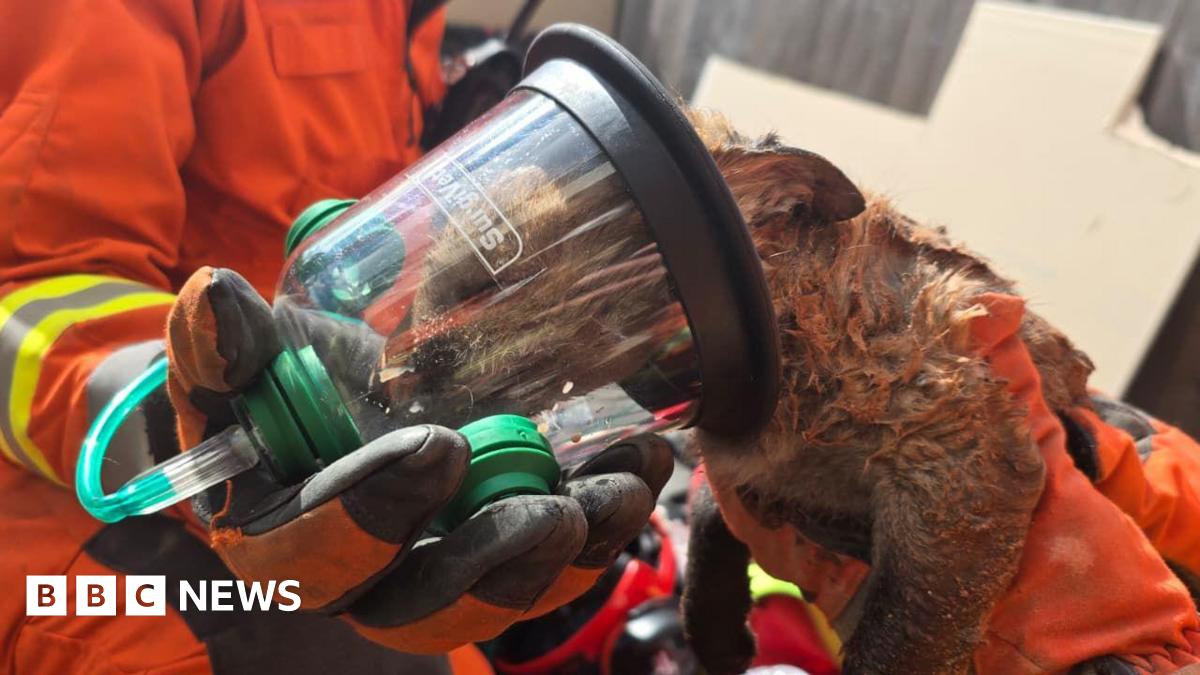 Fox cubs trapped inside a wall