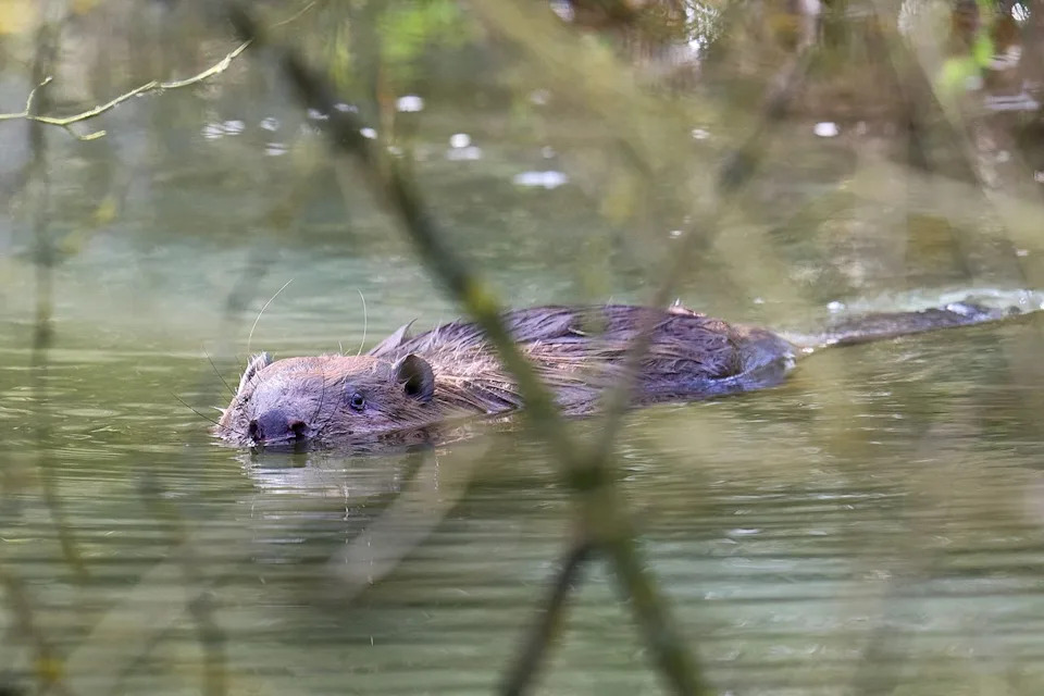 A beaver after being released.Credit: SWNS