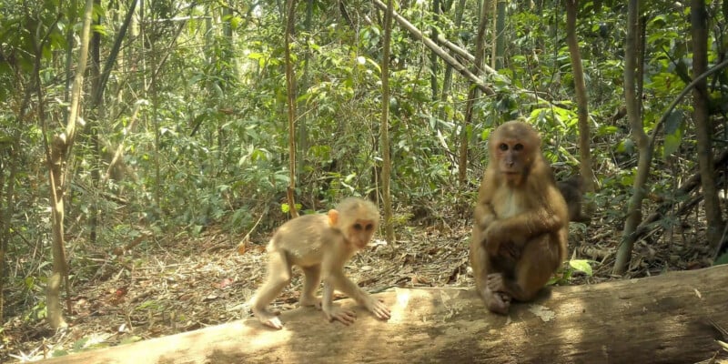Two monkeys sit on a large fallen tree trunk in a sunlit forest clearing; one monkey is sitting upright while the smaller one is standing on all fours, both surrounded by dense green foliage.