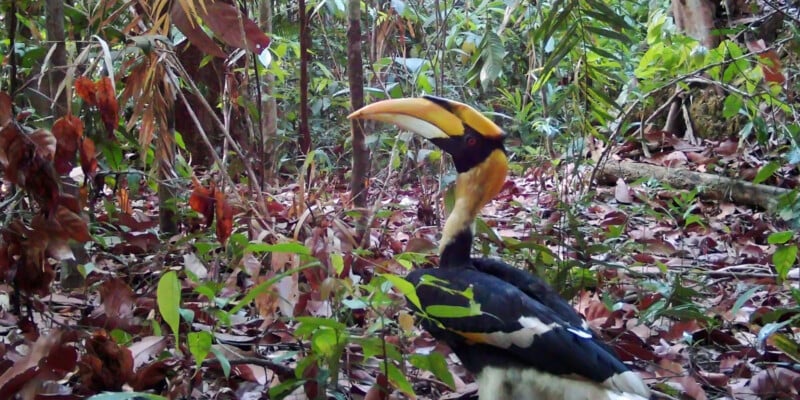 A large hornbill with a bright yellow and orange casque on its beak stands among dense green foliage and dry leaves on the forest floor.