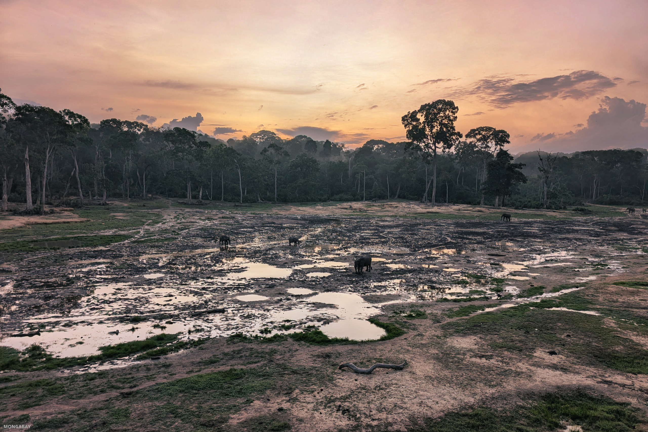 Dzanga Bai is often called the “village of elephants.” It is a mineral-rich clearing in Dzanga-Sangha National Park in southwestern Central African Republic. Image by Rhett A. Butler/Mongabay. 