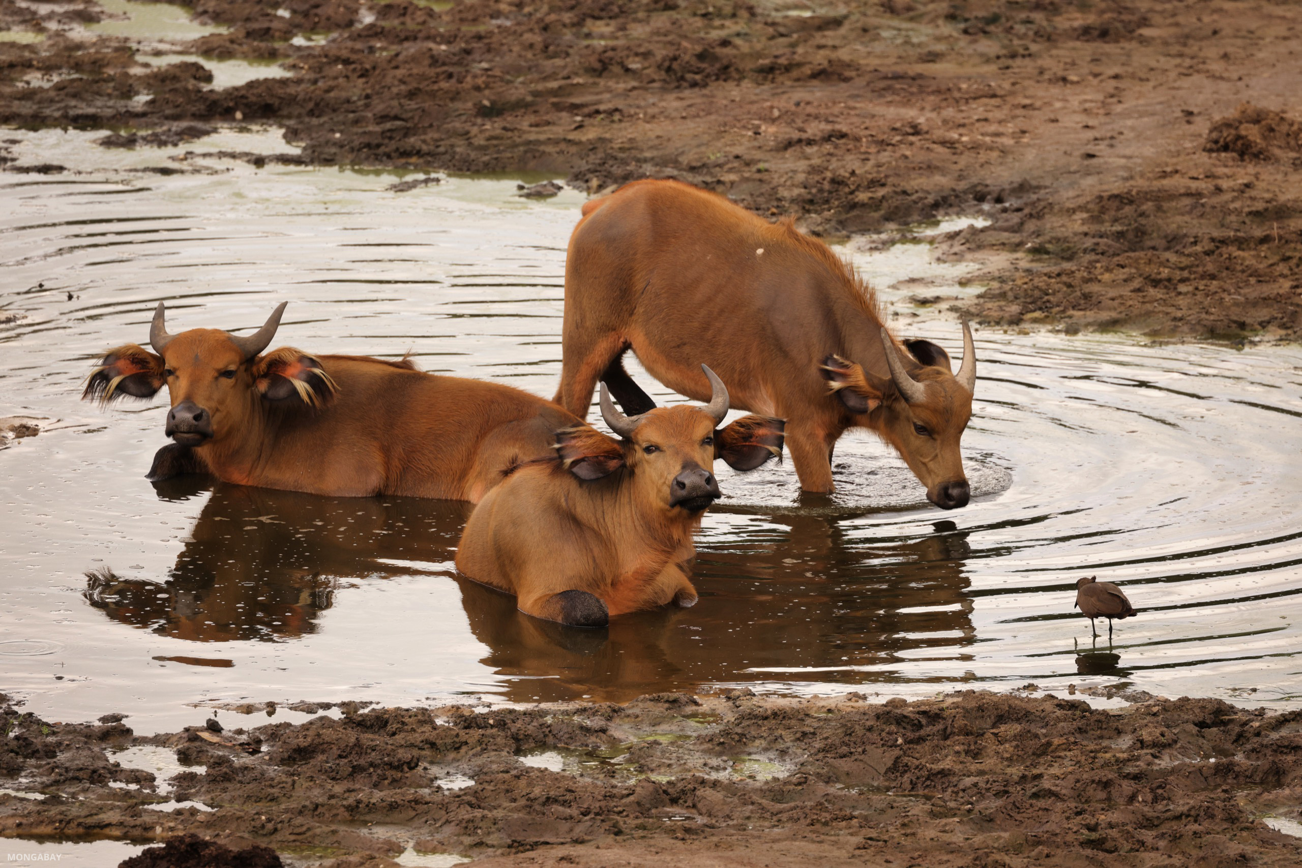 Red forest buffaloes also visit Dzanga Bai. Image by Rhett A. Butler/Mongabay.