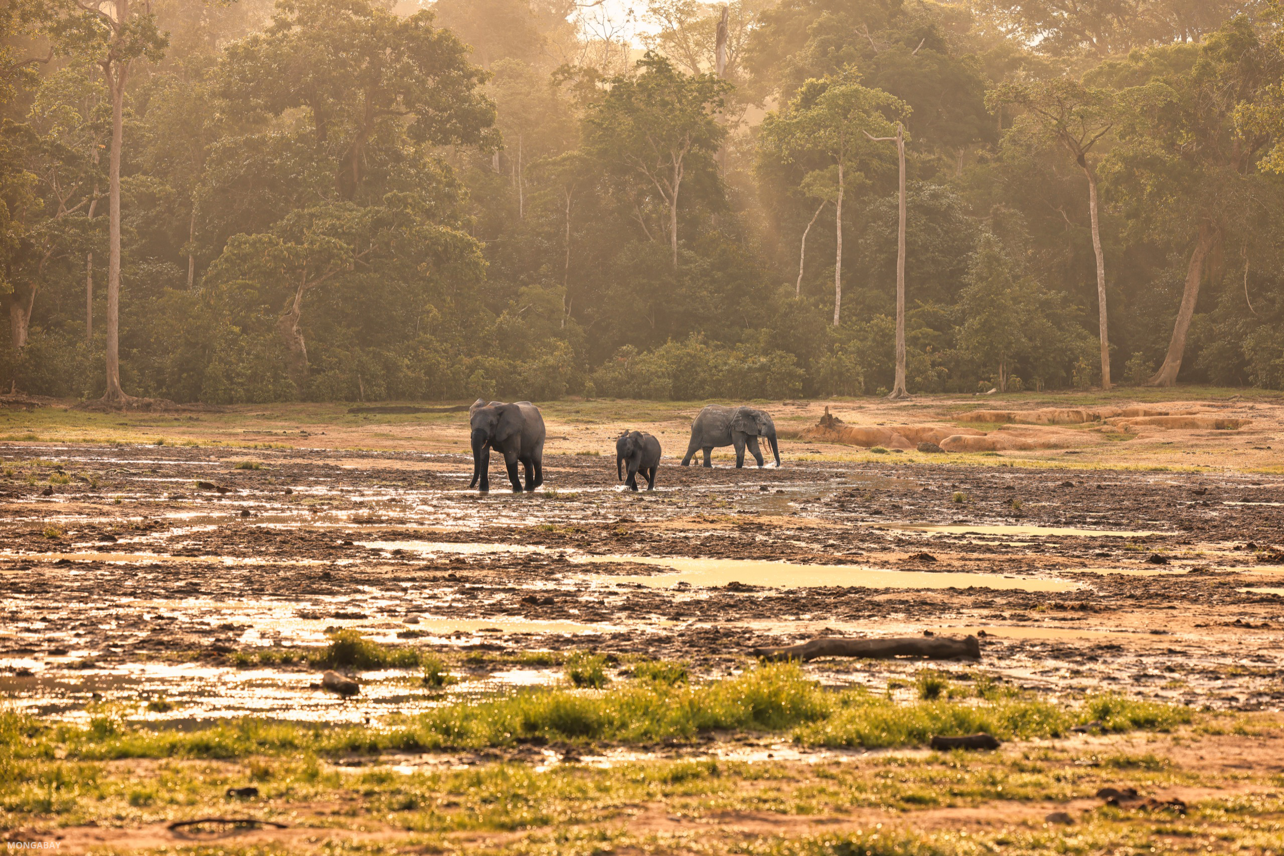 Researchers observing forest elephants in this clearing say the primary attraction is mineral-rich soil. Image by Rhett A. Butler/Mongabay.
