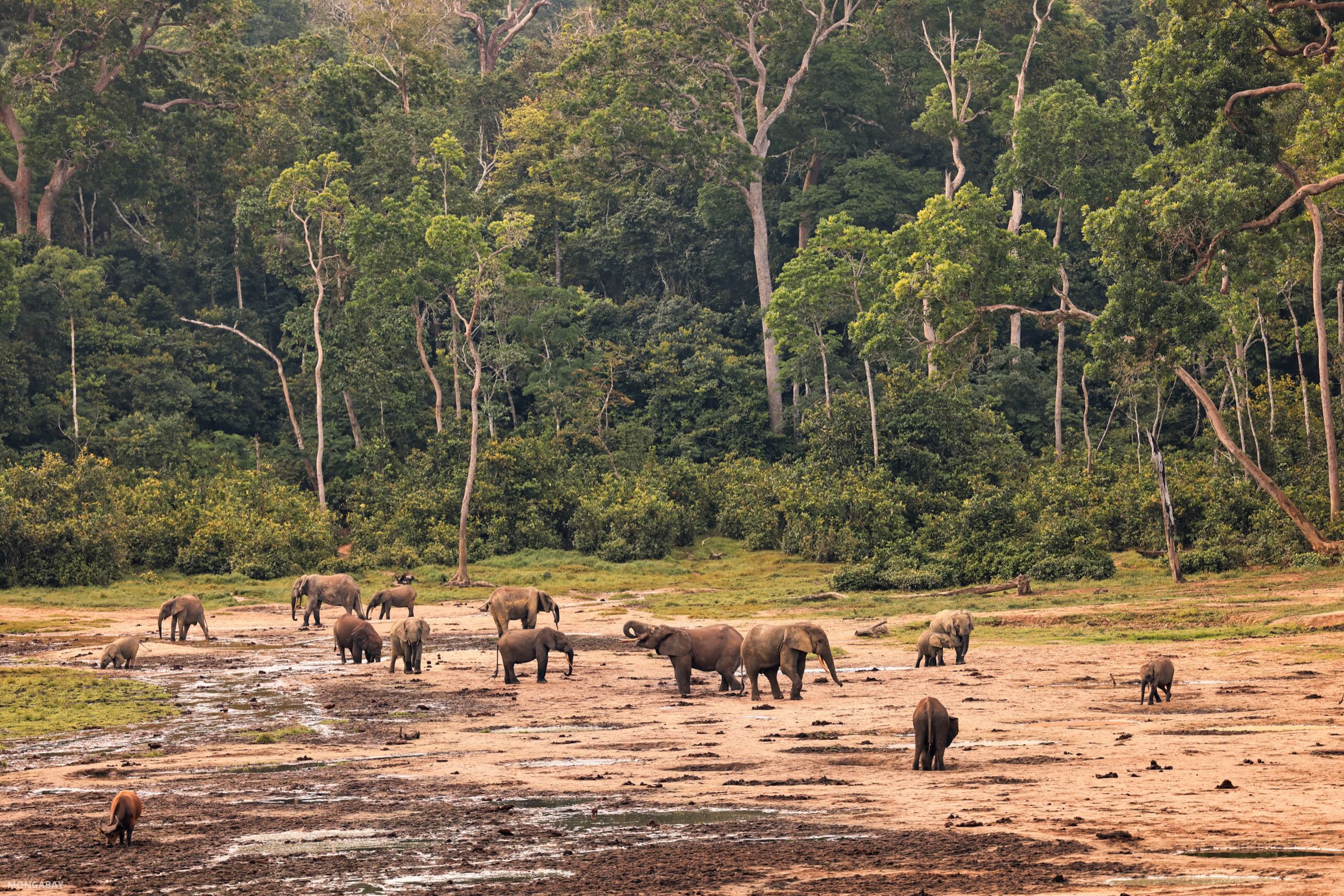 Researchers observing forest elephants in this clearing say the primary attraction is mineral-rich soil. Image by Rhett A. Butler/Mongabay.