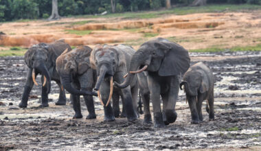 A unique clearing in Central Africa draws elephants from the dense forests