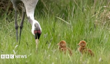 A crane and its two chicks are seen in tall grass. The crane is reaching into the grass with its long beak.