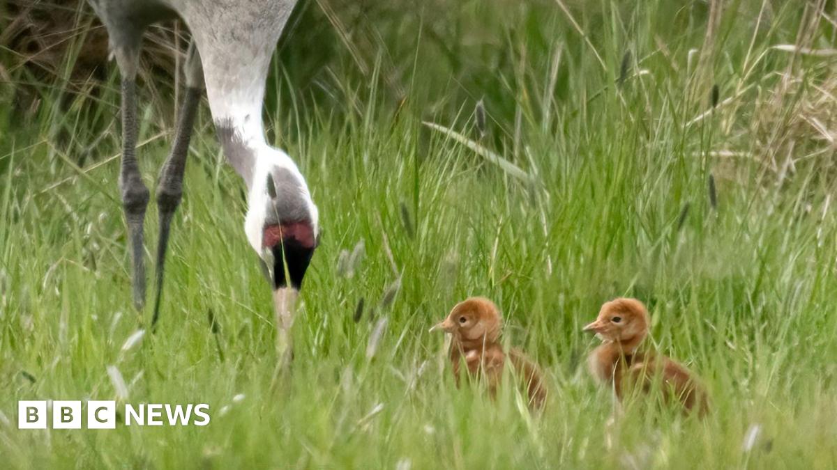 A crane and its two chicks are seen in tall grass. The crane is reaching into the grass with its long beak.