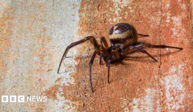 A noble false widow spider is pictured close up against a timber backdrop in the UK.