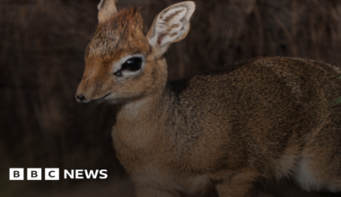Dotty the dik-dik fawn with big black eyes is pictured next to green leaves in her den.