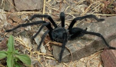 New mutant tarantula discovered and it's got massive balls | News Weird