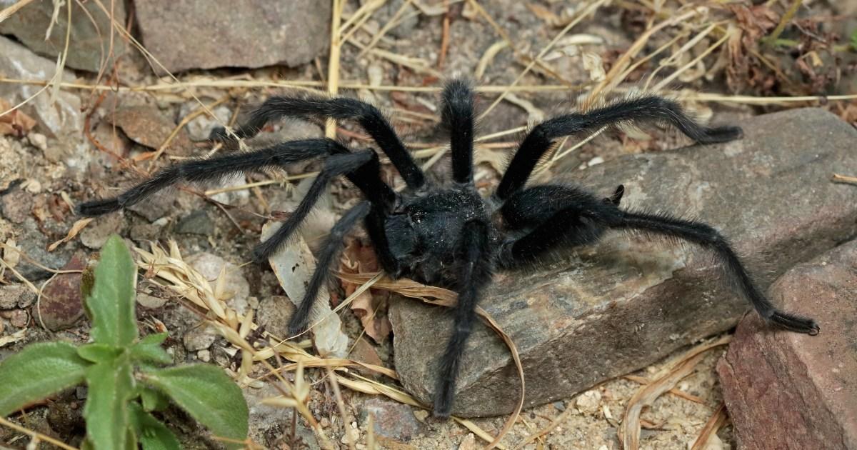 New mutant tarantula discovered and it's got massive balls | News Weird