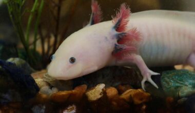 Alien-like creature known as Peter Pan could help humans regrow limbs | News Tech