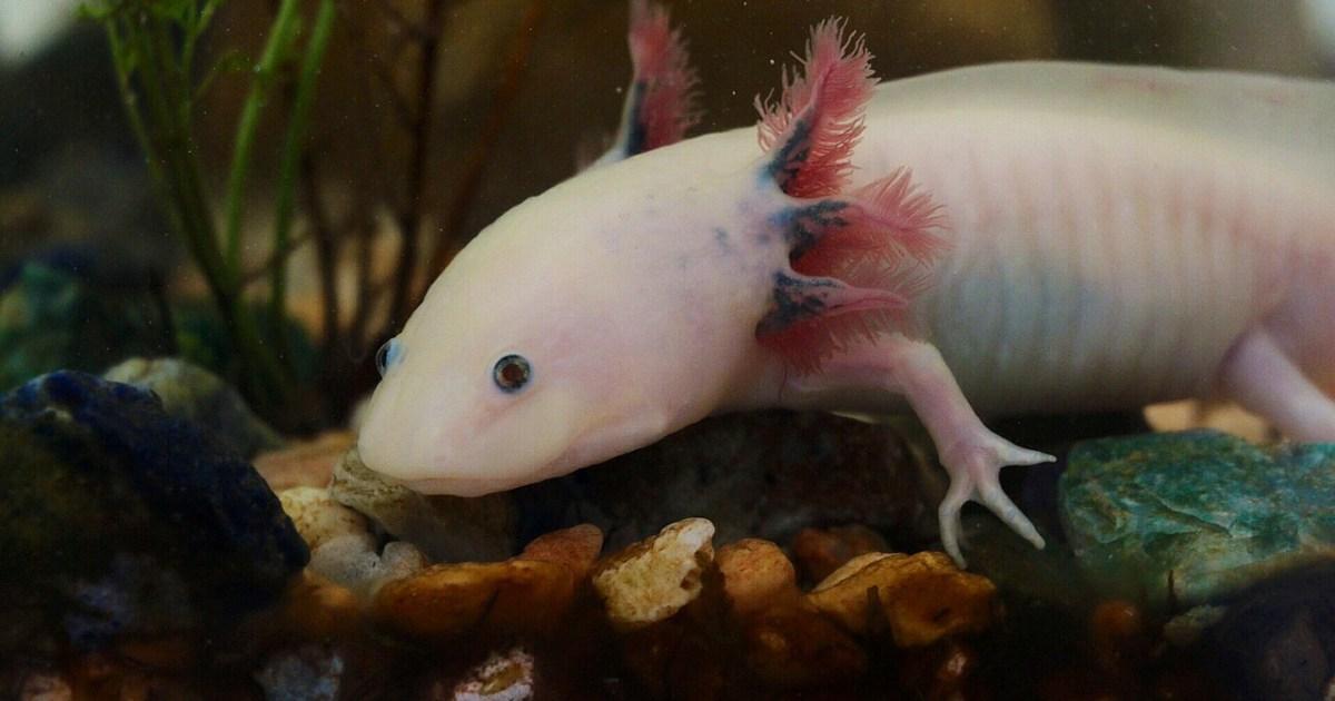 Alien-like creature known as Peter Pan could help humans regrow limbs | News Tech