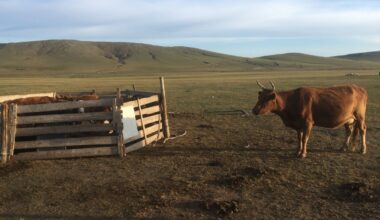 Cows Are Smarter Than You Think