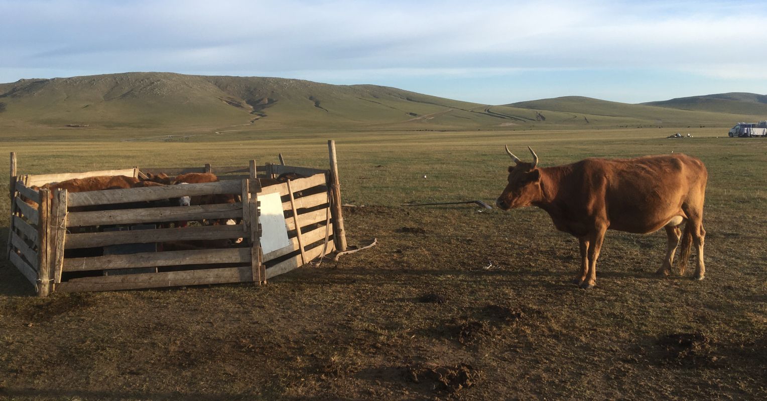 Cows Are Smarter Than You Think