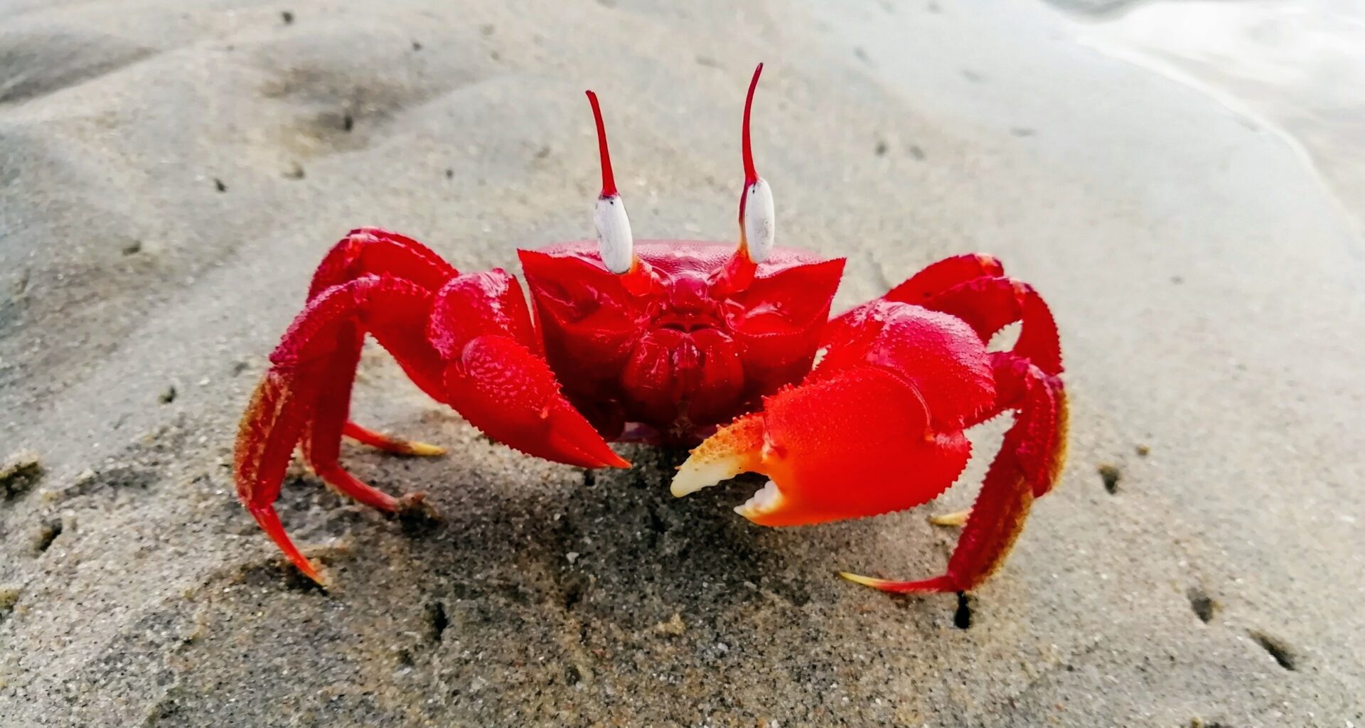 Why do crabs walk sideways? Scientists finally have an answer