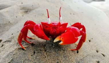 Why do crabs walk sideways? Scientists finally have an answer
