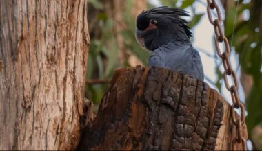 Endangered Cockatoos Finally Hatch Chick in Artificial Nest, a Promise of Conservation Success