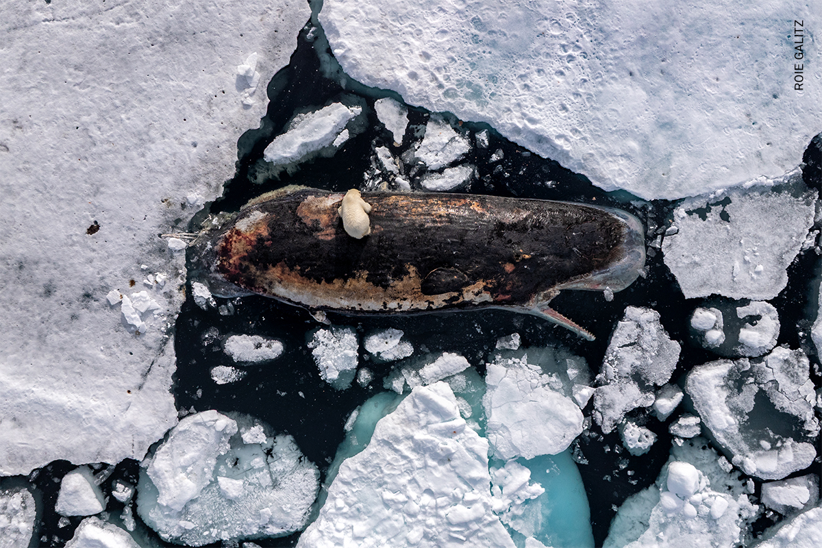 A female polar bear feeds on a sperm whale carcass in the polar pack ice north of the Norwegian archipelago, Svalbard. 82° North, International Waters, 8 July 2025