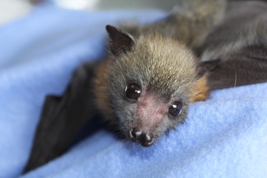 A close up of a bat looking at the camera while it rests on a blue fleece blanket.