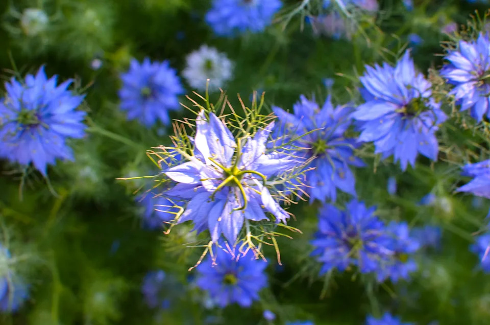 Nigella sativa flowers.