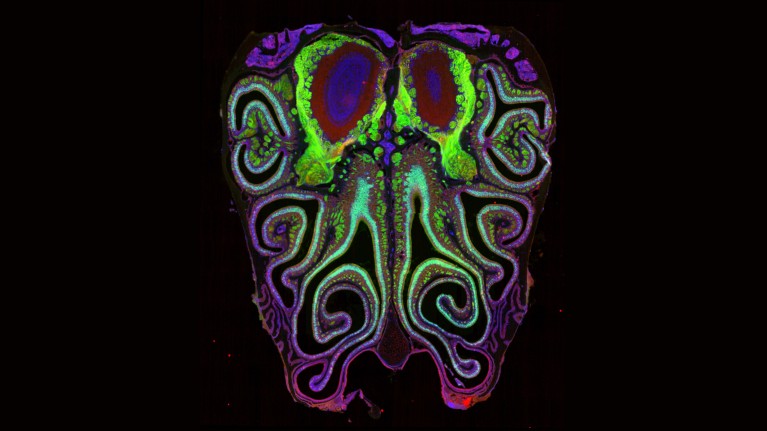 A colourful microscopy image showing cross-section of a mouse nose. The mouse was genetically modified to express green fluorescent protein in smell neurons.