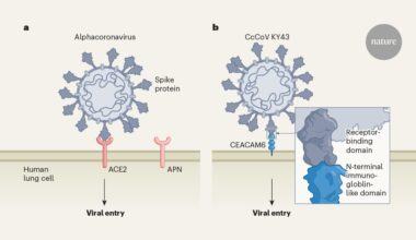 A bat coronavirus can enter human cells through a previously unknown gateway - Nature