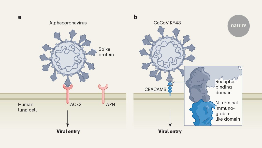 A bat coronavirus can enter human cells through a previously unknown gateway - Nature