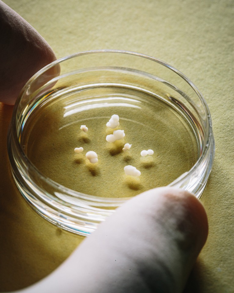 Gloved hands hold a Petri dish containing several small assembloids