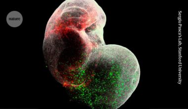 Mini models of the human brain are revealing how this complex organ takes shape
