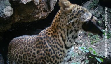 ‘Bat feast’ animal videos at African cave offer clues to how deadly viruses spread