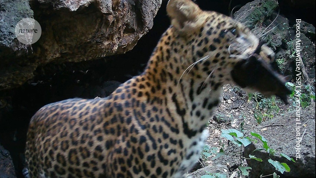 ‘Bat feast’ animal videos at African cave offer clues to how deadly viruses spread