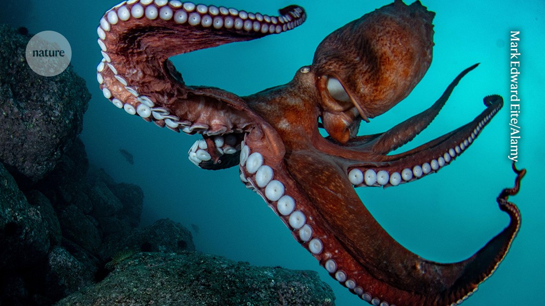 Cephalopods deserve higher welfare standards in research
