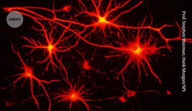 Newfound brain network is a ‘secret system’ made of helper cells