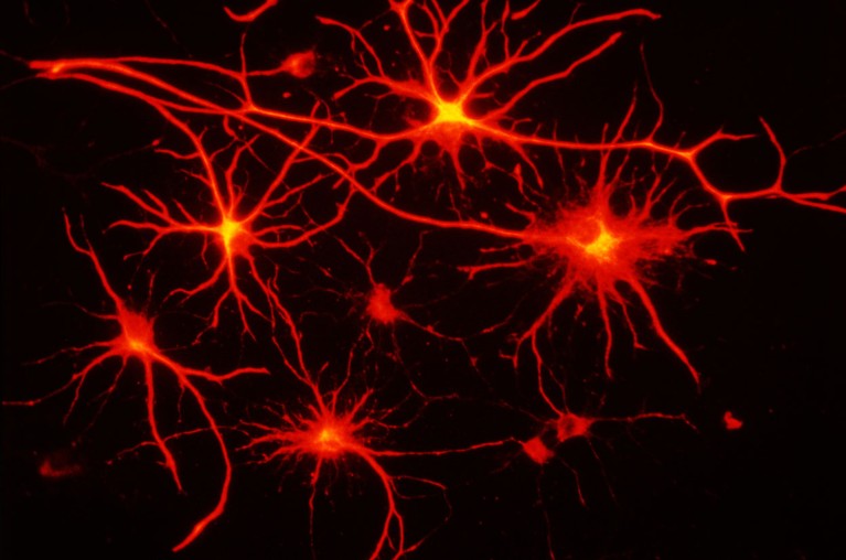 Fluorescence micrograph of a number of star-shaped astrocytes shown in red and yellow on a black background