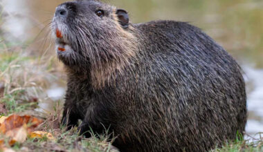 California Wildlife Officials Suspect an Invasive Rodent Was Brought to the State on Purpose