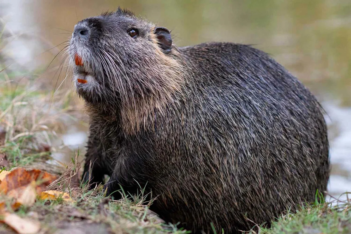 California Wildlife Officials Suspect an Invasive Rodent Was Brought to the State on Purpose
