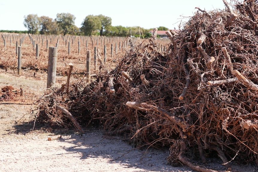 A pile of Pile of dead grape vines