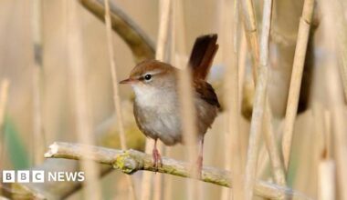 A Cetti's warbler bird is sat on a branch with a blurred background of long grass.