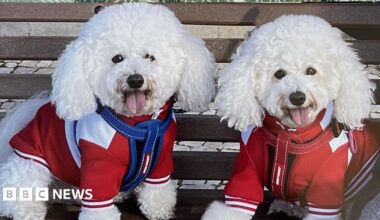 Two Bichon Frisé dogs wearing red coats and looking at the camera with their tongues hanging out