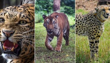 Tiger, cheetah, leopard spotted together in 'extremely rare moment' in Ranthambore