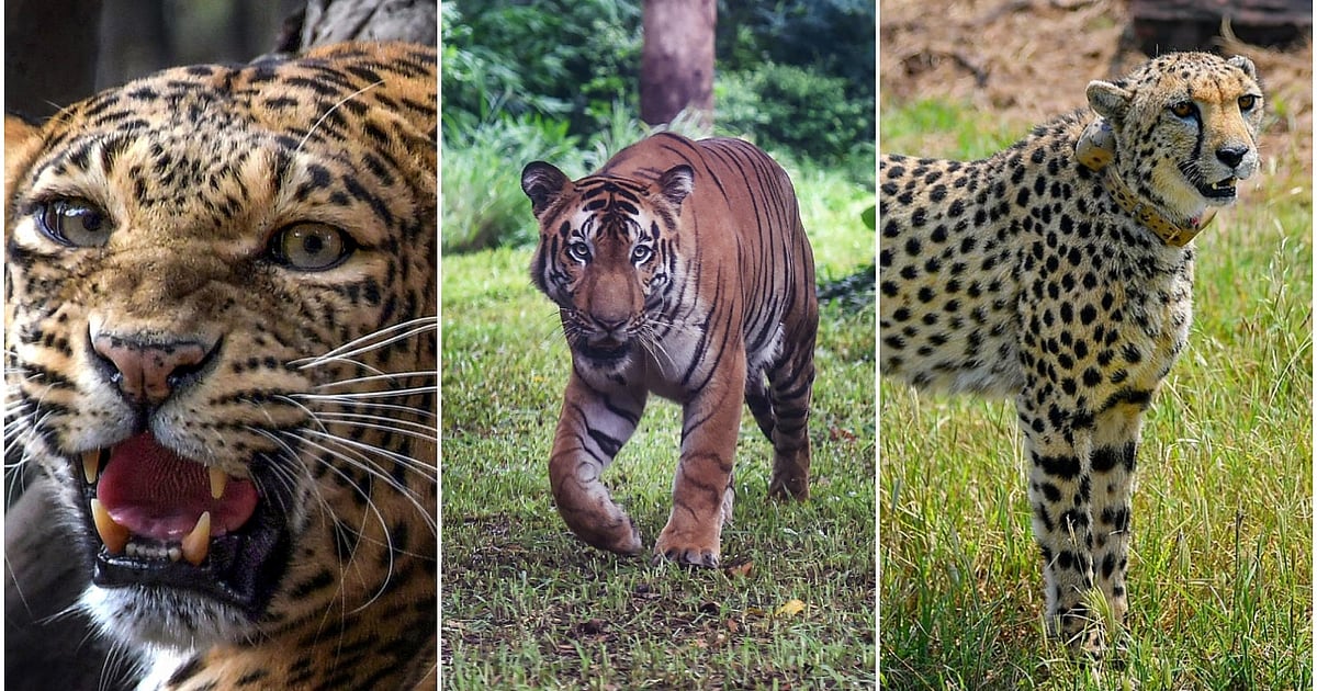 Tiger, cheetah, leopard spotted together in 'extremely rare moment' in Ranthambore