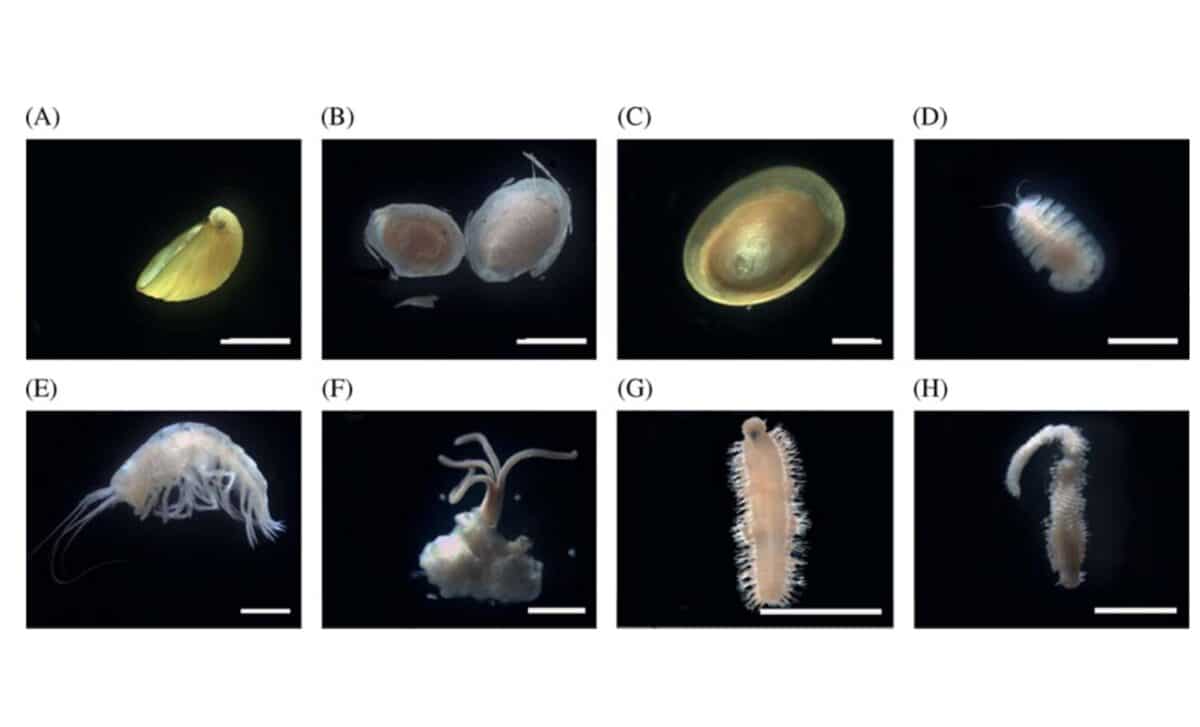 Deep Sea Fauna On Whale Bones, Including Limpets, Crustaceans, And Osedax Worms (scale 2000 Mm) ©deep Sea Research Ii