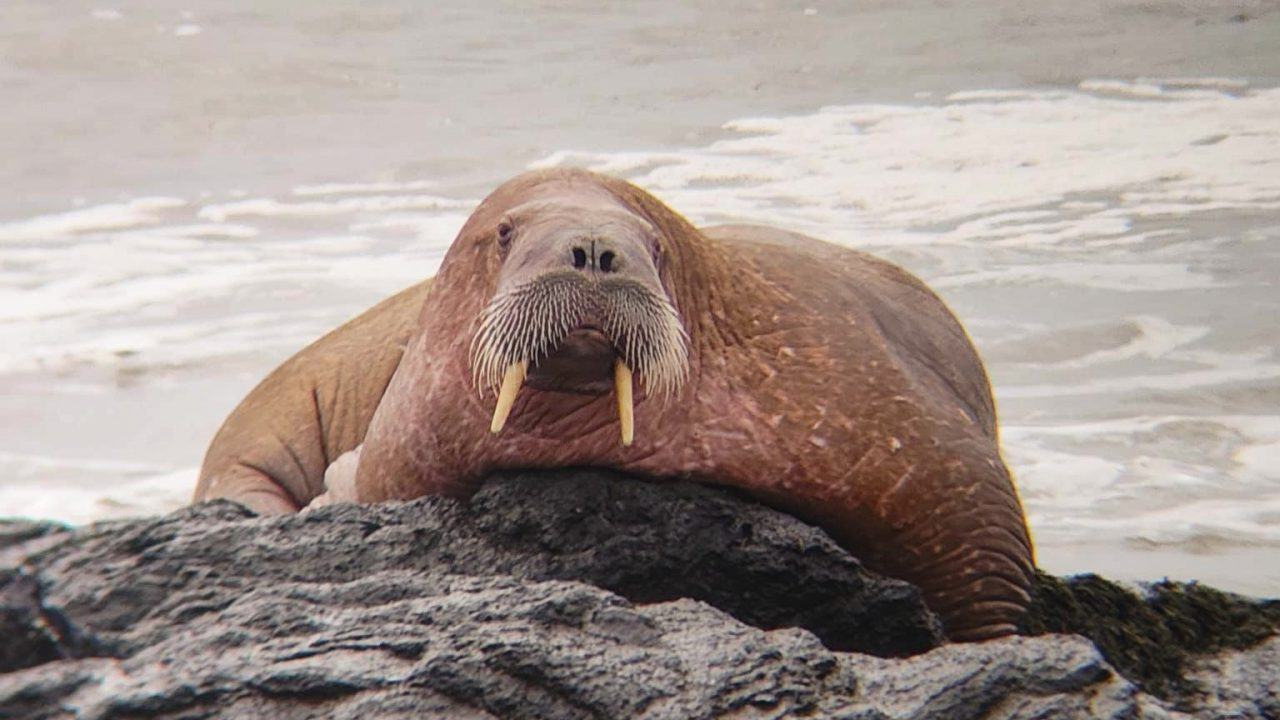 In January, a walrus was spotted resting on the rocks off the coast of Fife.