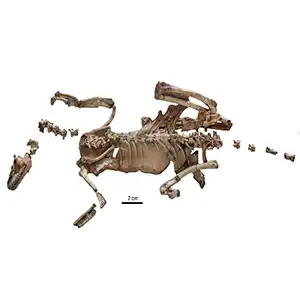 Alnashetri was rapidly covered by an advancing sand dune that preserved it almost intact for 90 million years. Credit: Peter Makovicky, University of Minnesota