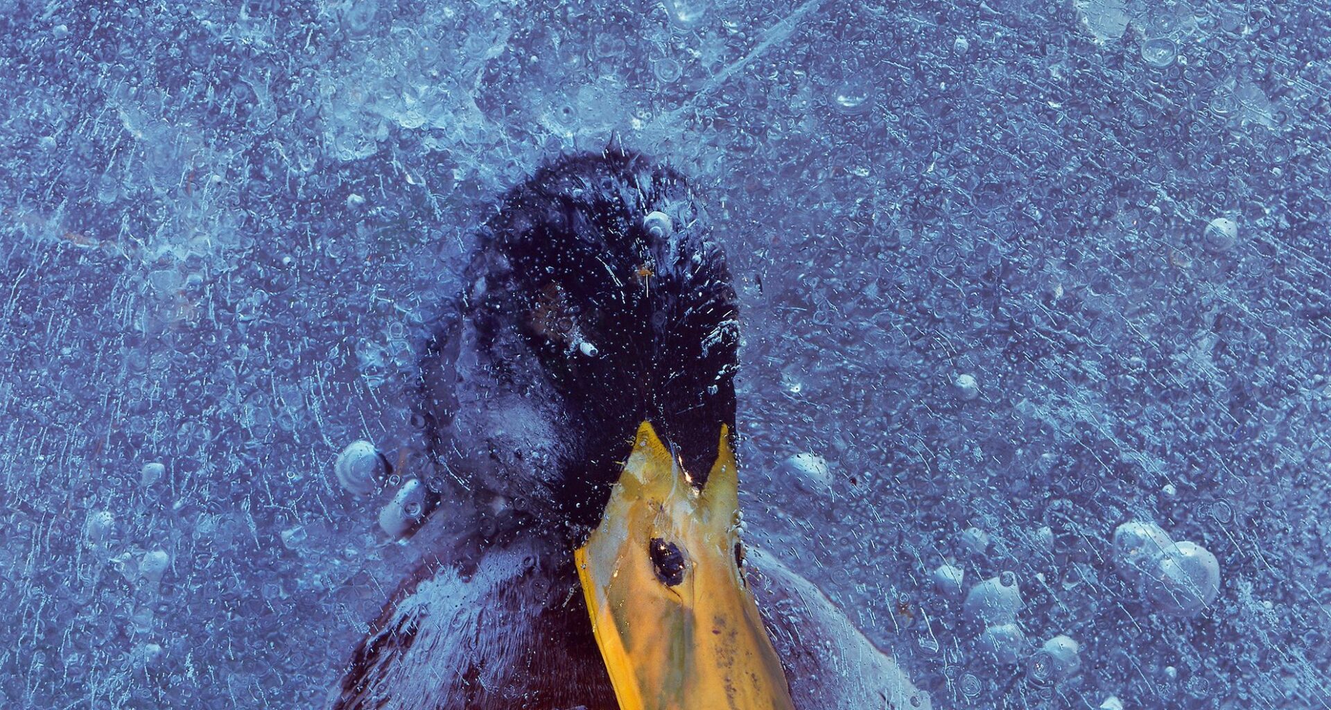 "Ice acting as a window into death:" This tragic image of a duck frozen beneath ice in Norway was captured on a Hasselblad film camera