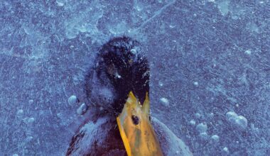 "Ice acting as a window into death:" This tragic image of a duck frozen beneath ice in Norway was captured on a Hasselblad film camera