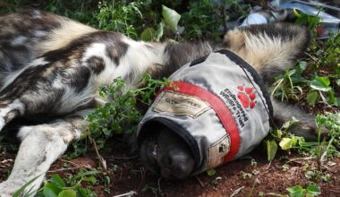 A pack of three endangered African wild dogs has been reintroduced to Zimanga Private Game Reserve in northern KwaZulu-Natal.